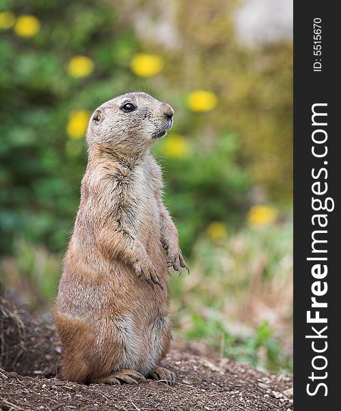 An alert Prairie Dog acting as a lookout.