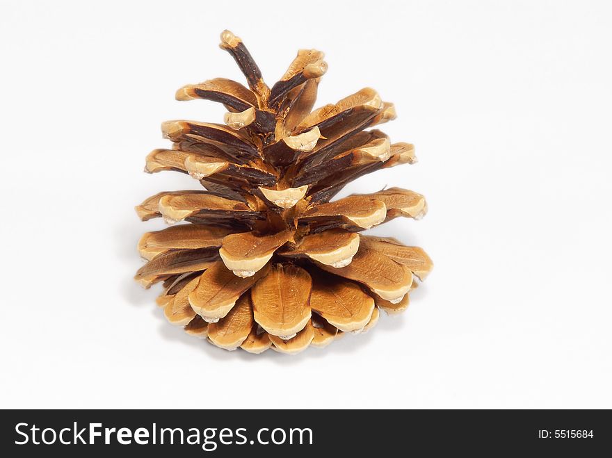 A fir-cone is a fruit, growing on conifers