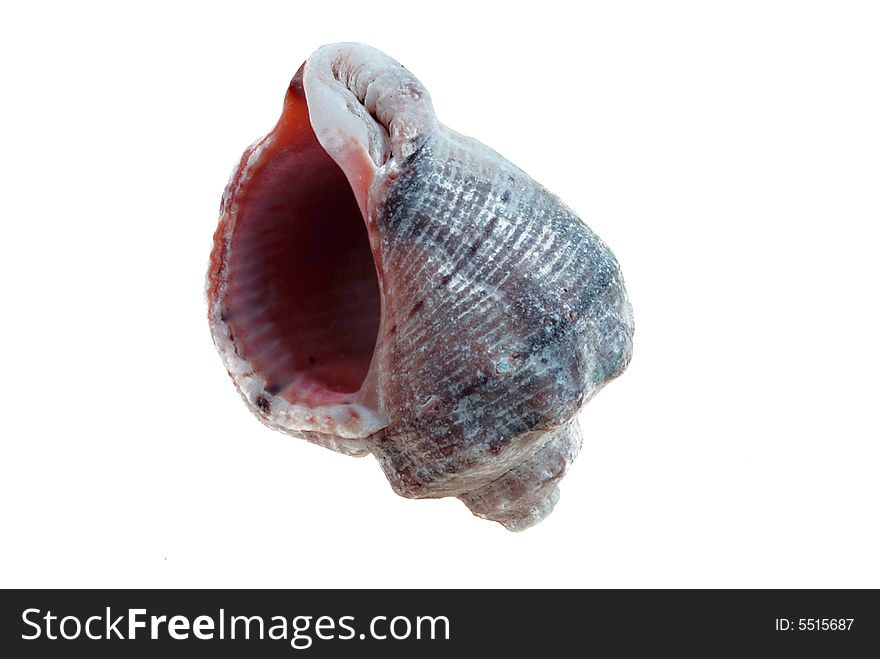 Marine shell, neat from a bottom exterminating
