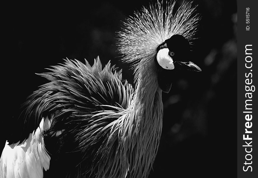 A beautiful close up of a crowned crane