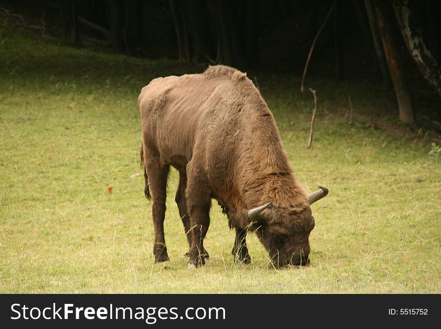 European bison