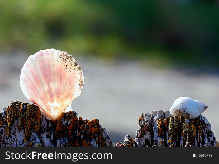 Sea-Shells