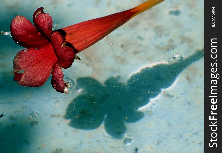 A red delicate water flower. A red delicate water flower