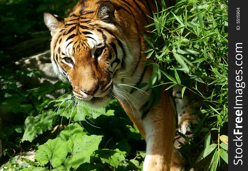 Image of an beautiful tiger