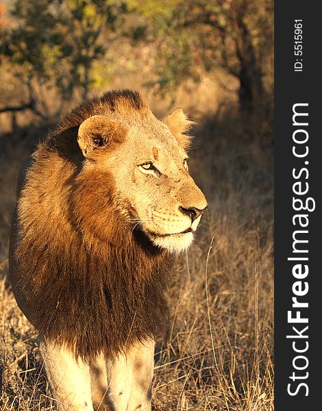 Lion in Sabi Sands Reserve, South Africa