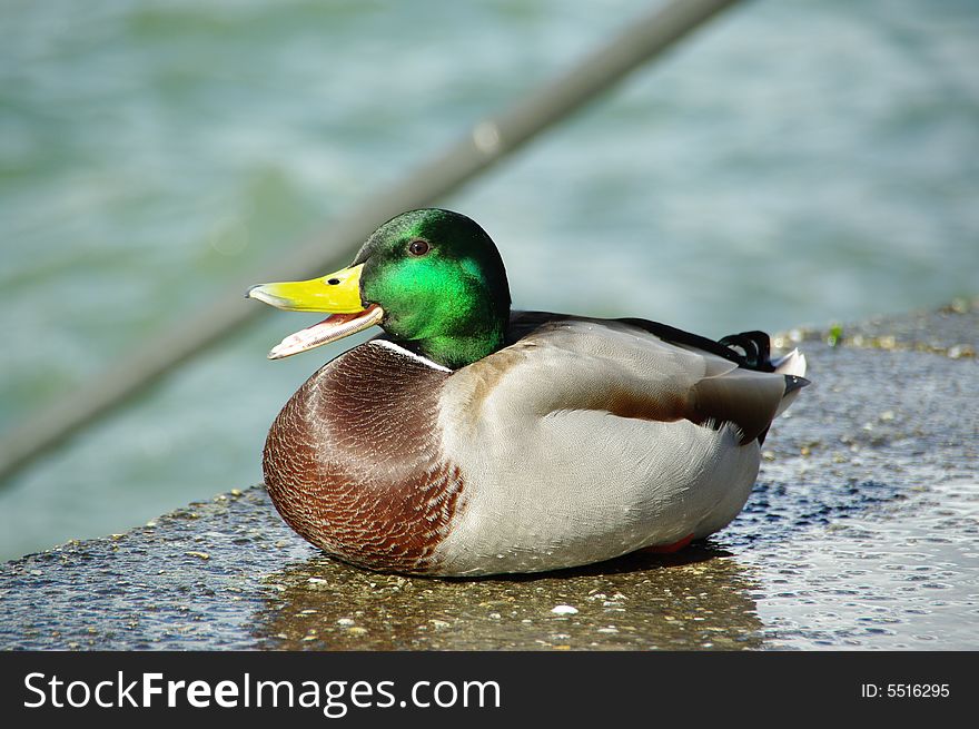 Duck with smiling face male. Duck with smiling face male