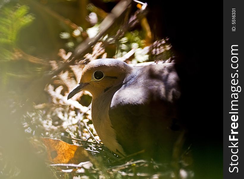 Mourning Dove nesting in cedar shrub