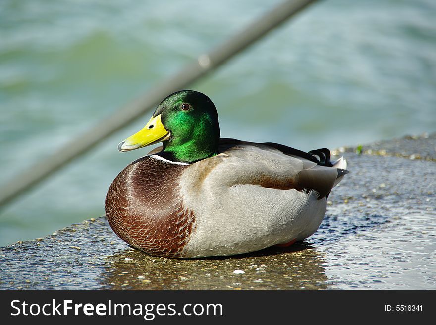 Duck with smiling face male. Duck with smiling face male
