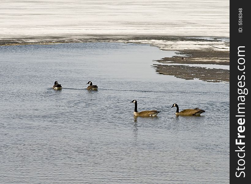Geese couoples swimming in spring thaw. Geese couoples swimming in spring thaw