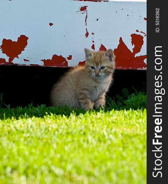 Kitten at the door of shed