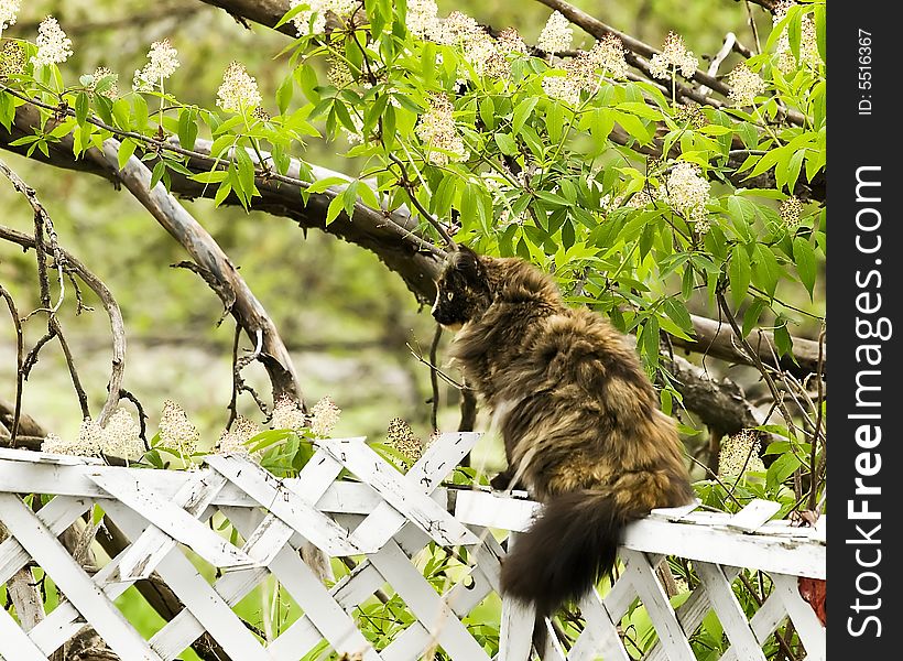 Cat sitting on a fence watching birds. Cat sitting on a fence watching birds