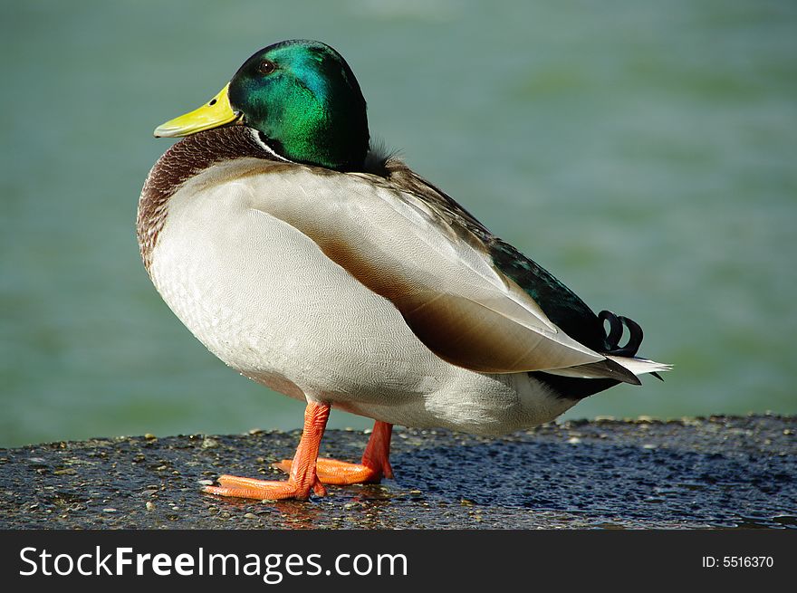 Duck with smiling face male. Duck with smiling face male