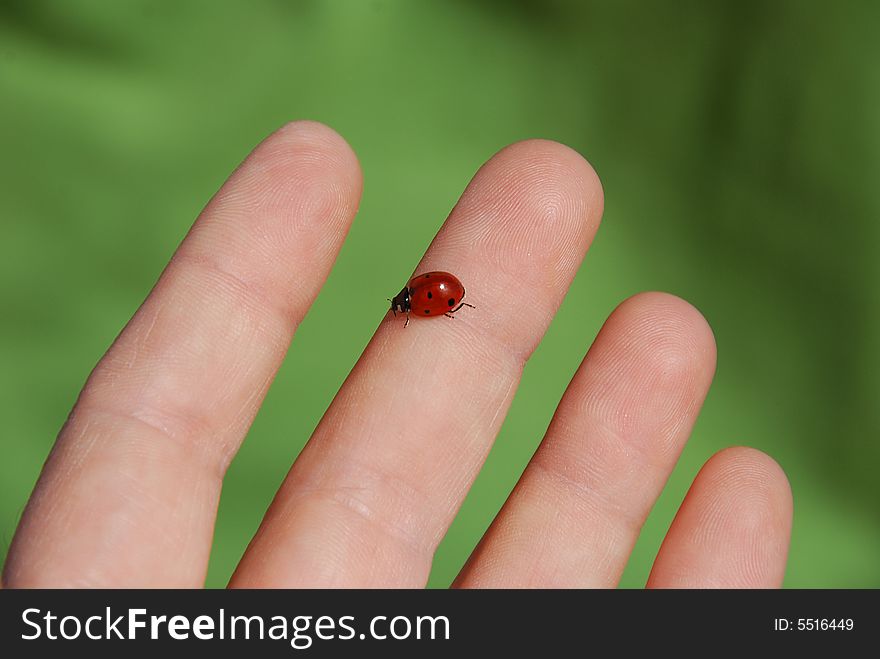 Ladybug ( coccinella ) on a hand close-up. Ladybug ( coccinella ) on a hand close-up