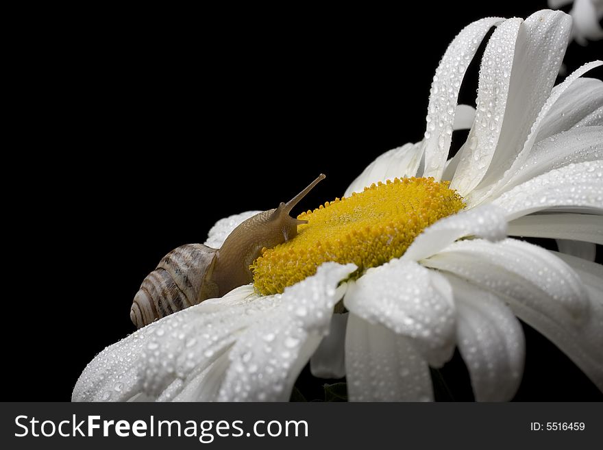Snail on the white chamomile on black background