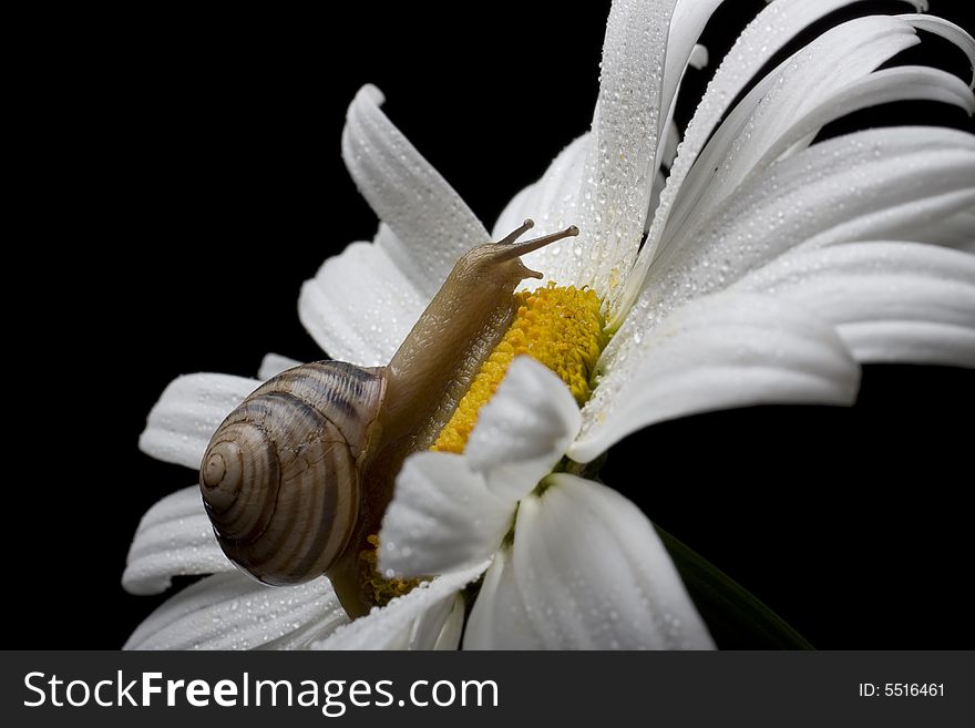 Snail On The White Chamomile