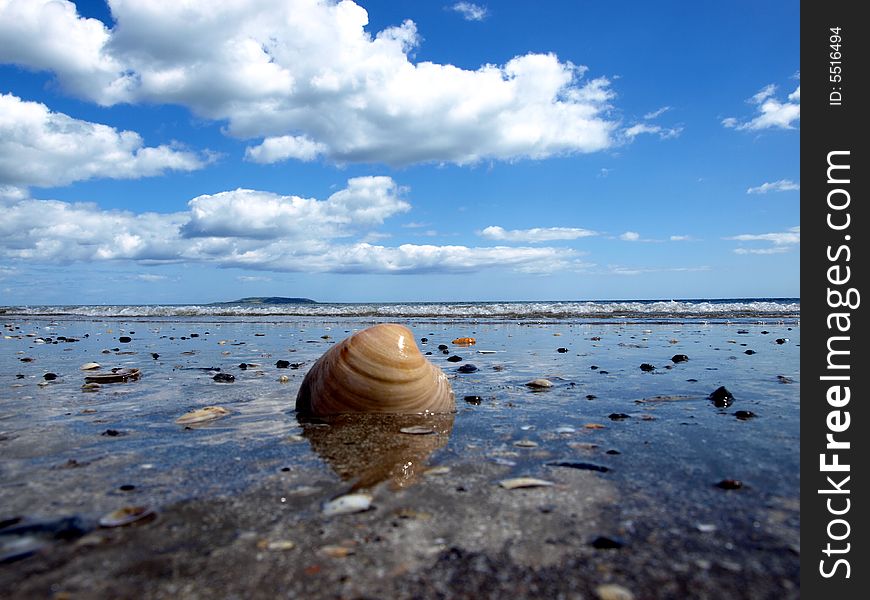 Shell at beach