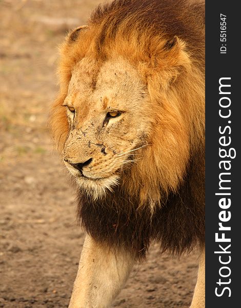 Lion In Sabi Sands