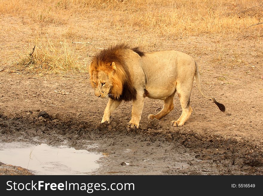 Lion In Sabi Sands