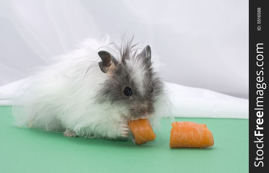 Hamster with carrot on green background