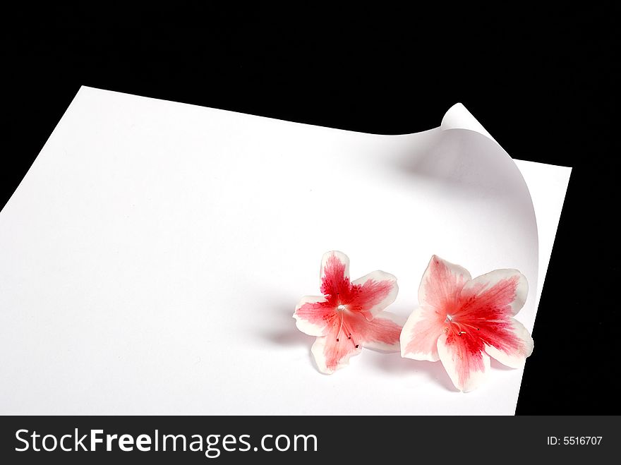 Letter background with flowers - blank piece of paper on black backgound, place for additional text or logo. Letter background with flowers - blank piece of paper on black backgound, place for additional text or logo