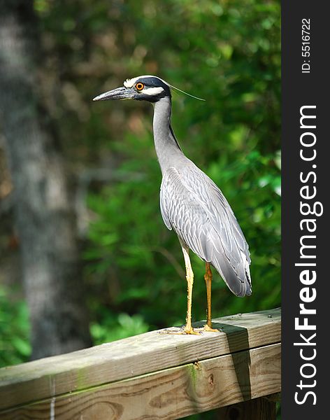 A Yellow-Crowned Night Heron stands guard in a nature conservancy. A Yellow-Crowned Night Heron stands guard in a nature conservancy.