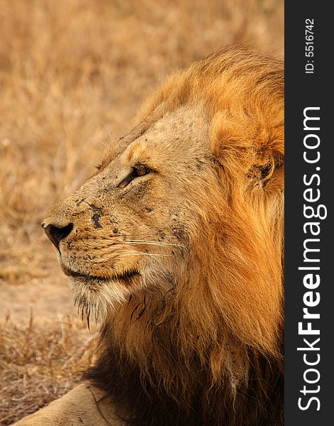 Lion in Sabi Sands Reserve, South Africa