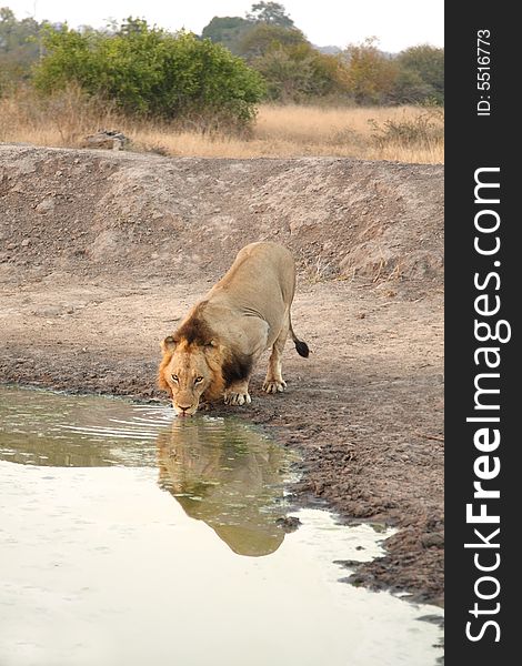 Lion in Sabi Sands Reserve, South Africa