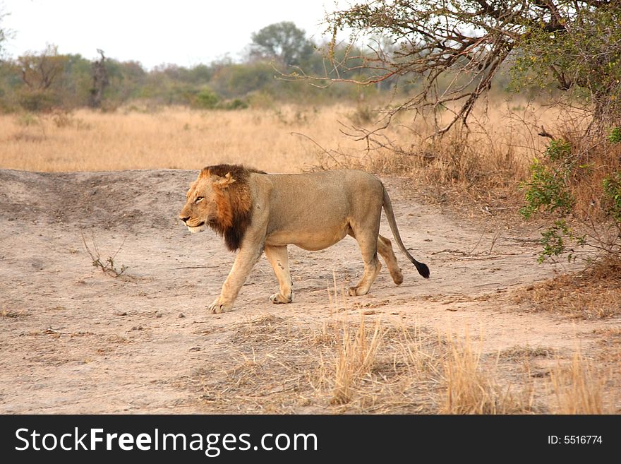 Lion In Sabi Sands