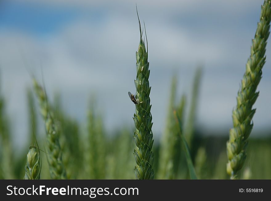 Close up of a fly on blade of wheat. Close up of a fly on blade of wheat