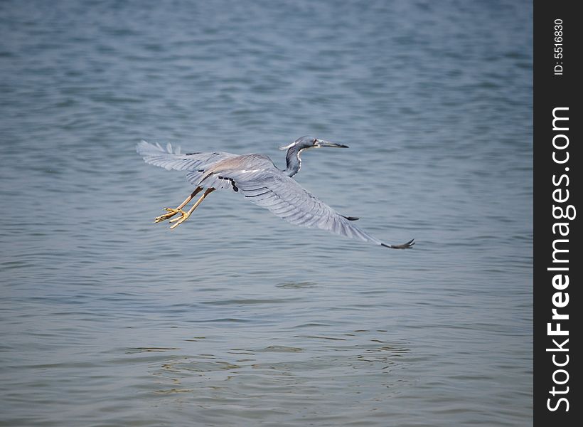A Tri-Colored Heron glides across the ocean to explore new territories. A Tri-Colored Heron glides across the ocean to explore new territories
