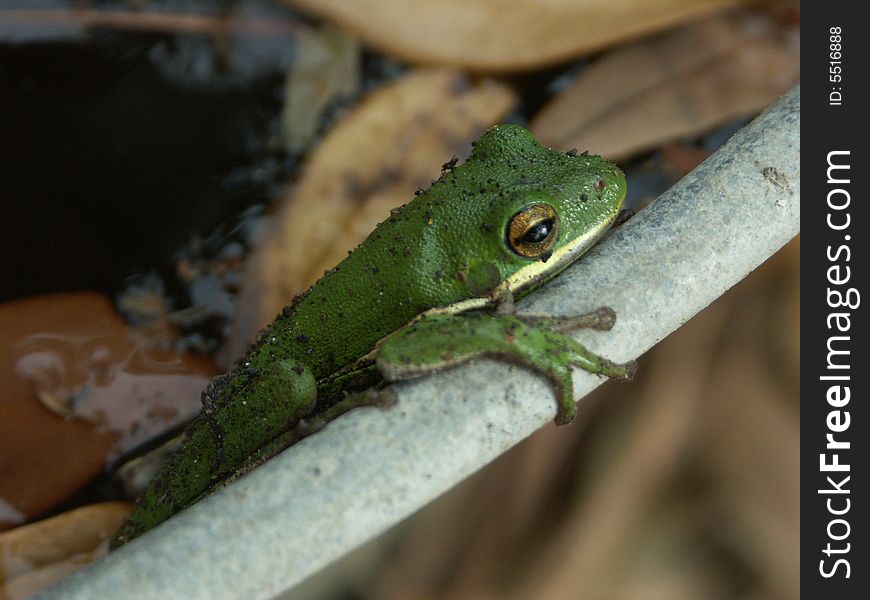 A small green tree frog hangs on tightly as he waits to catch a passing insect. A small green tree frog hangs on tightly as he waits to catch a passing insect.