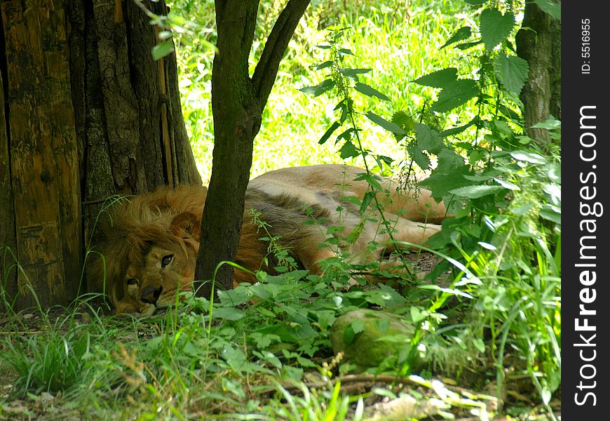 A lion during his relax time. A lion during his relax time