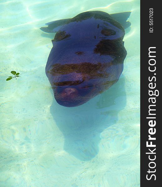 An original shot of a sea lion under the water. An original shot of a sea lion under the water