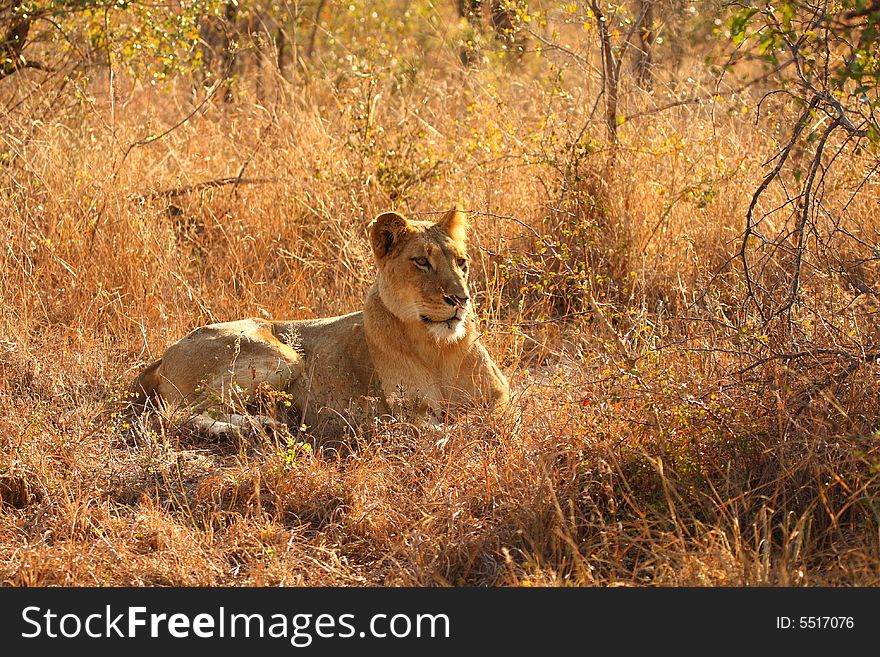 Lioness In Sabi Sands