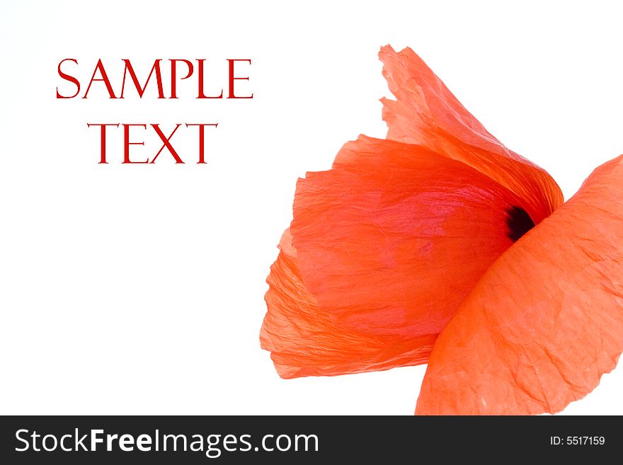 Red poppy flowers isolated on white background