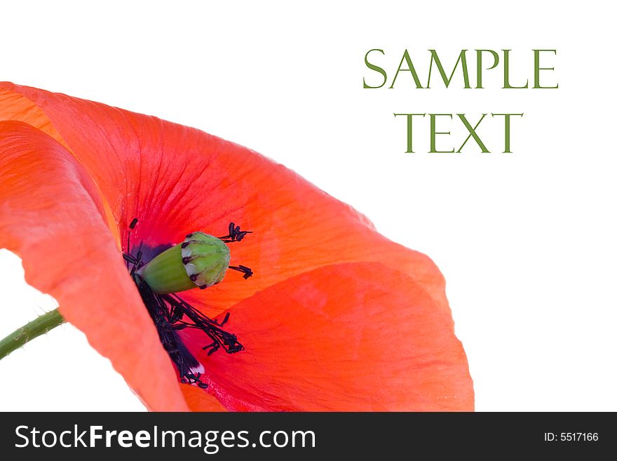 Red Poppy