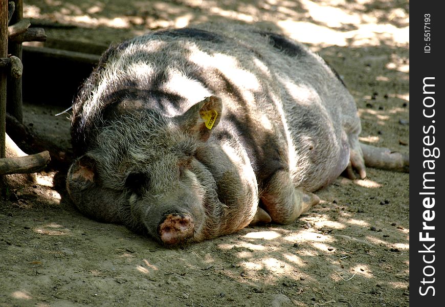 A funny shot of a sleeping pig
