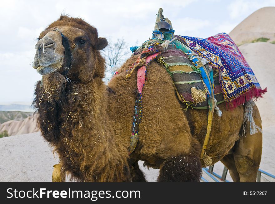 Close up on a camel in The Middle East