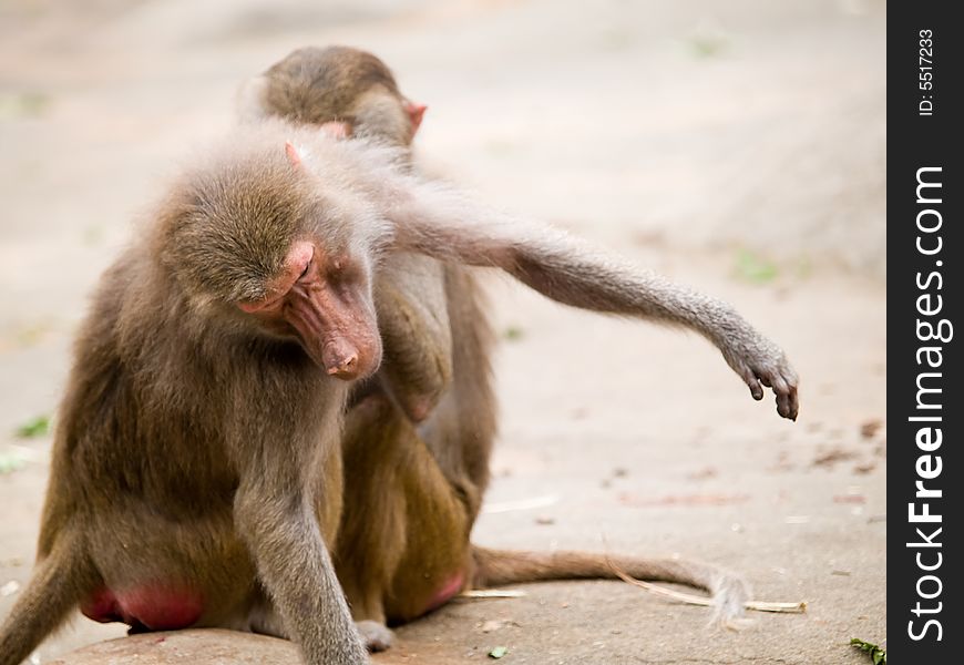 Baboons Scratching Each Other