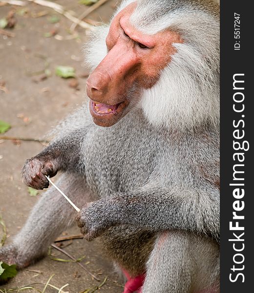 Big Male Baboon in the zoo