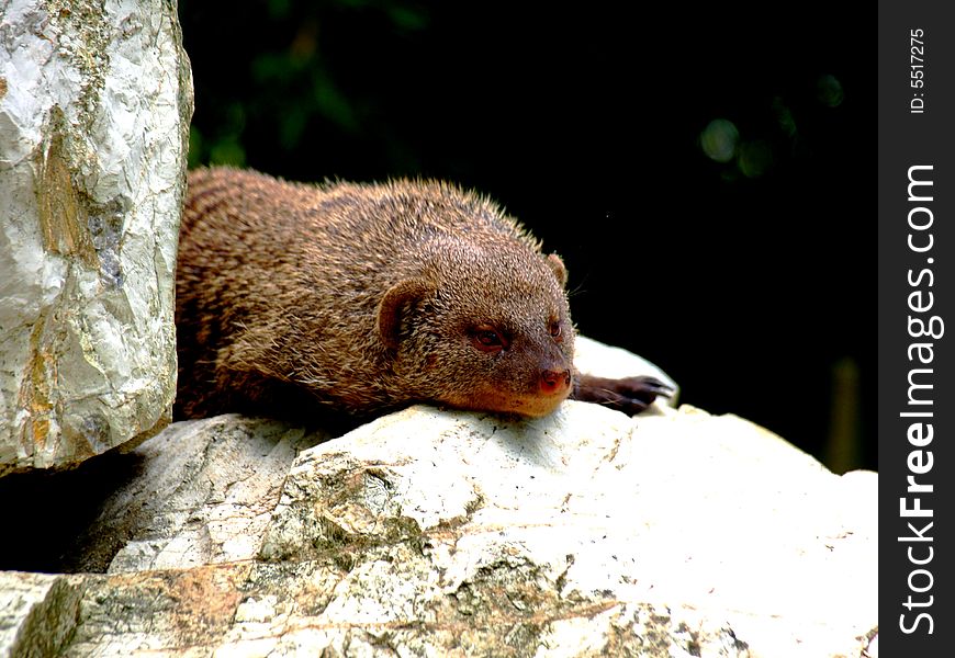 A little mongoose take a rest and a rock. A little mongoose take a rest and a rock