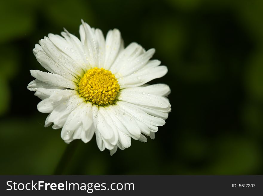 Close-up of a white daisy