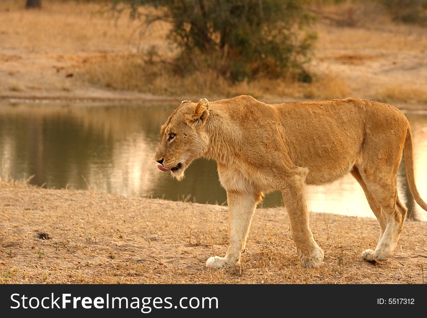 Lioness in Sabi Sands Reserve, South Africa. Lioness in Sabi Sands Reserve, South Africa