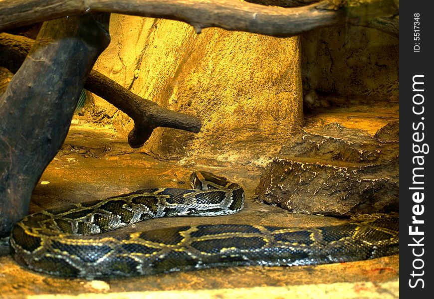 A wonderfull python in his menagerie. A wonderfull python in his menagerie