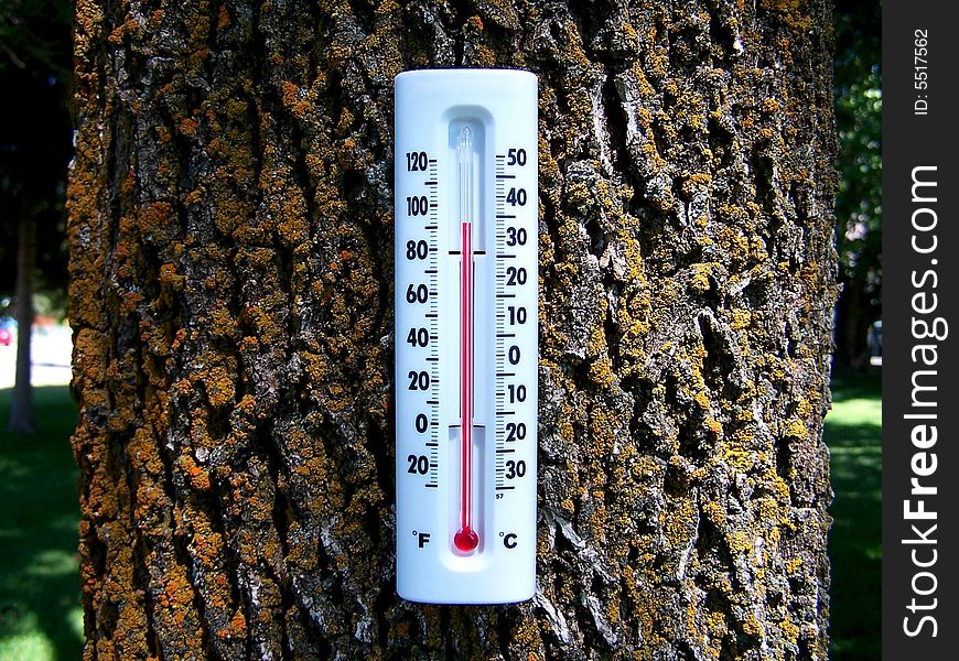 A tree trunk pictured with a thermometer attached. Image is designed to invoke thoughts of global climate change and environmental impact. A tree trunk pictured with a thermometer attached. Image is designed to invoke thoughts of global climate change and environmental impact.