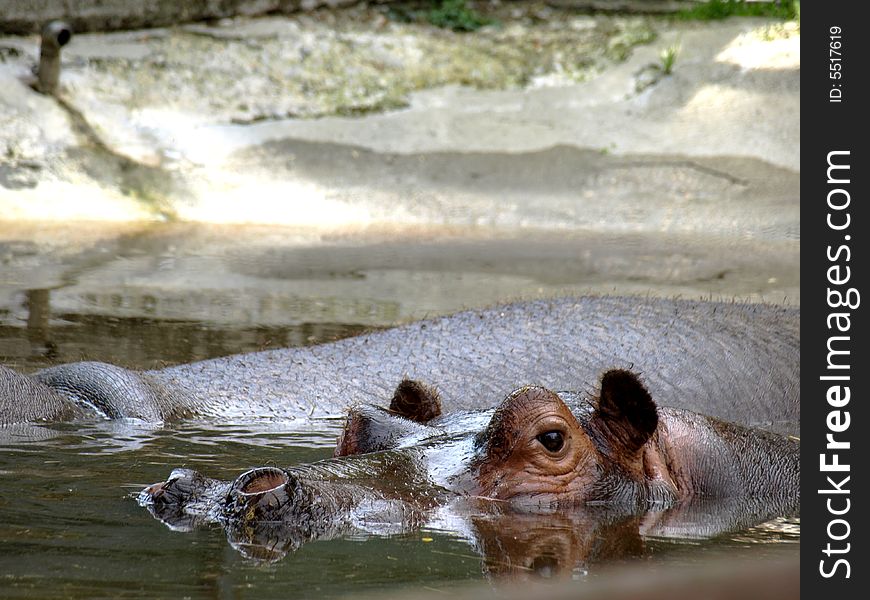 Two hippos takes a break under the water