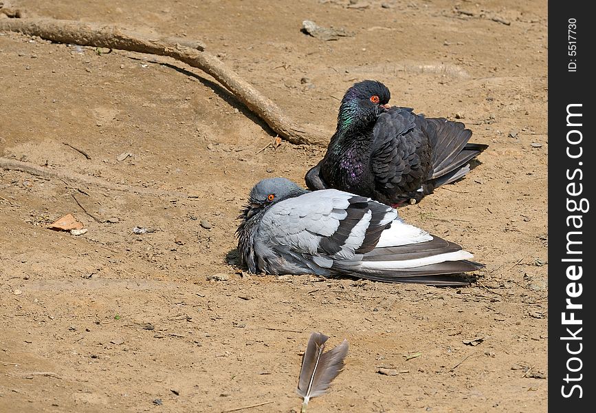 Pair Of Pigeons