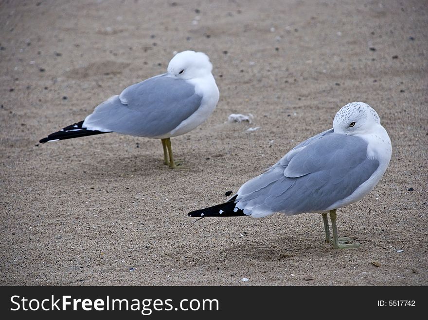 Seagull having hidden beaks under a wing to warm them. Seagull having hidden beaks under a wing to warm them