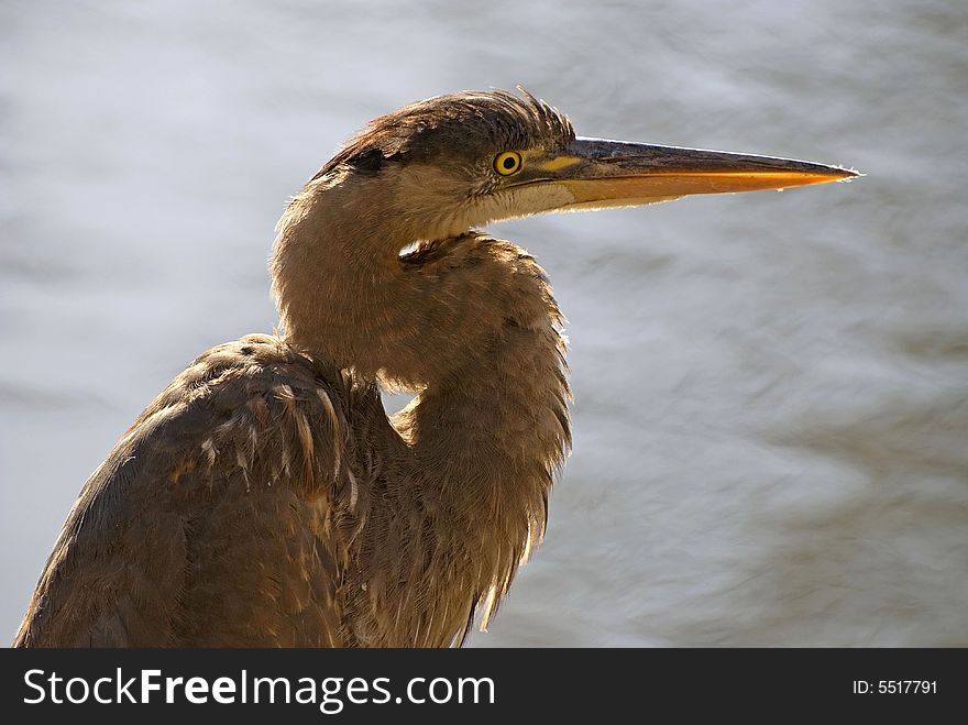 Heron closeup on a background water