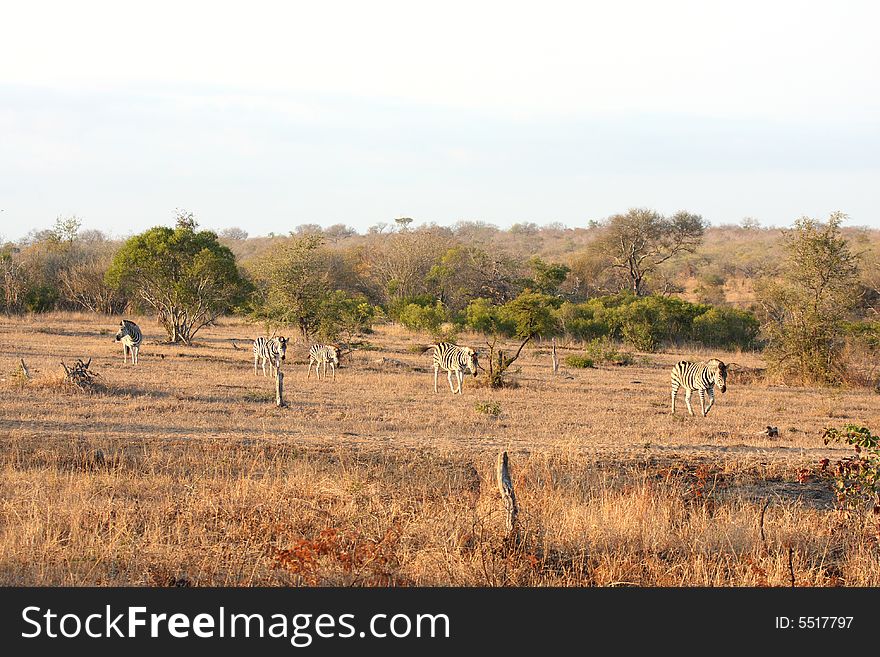 Zebra In Sabi Sands